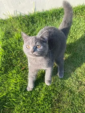 British Shorthair