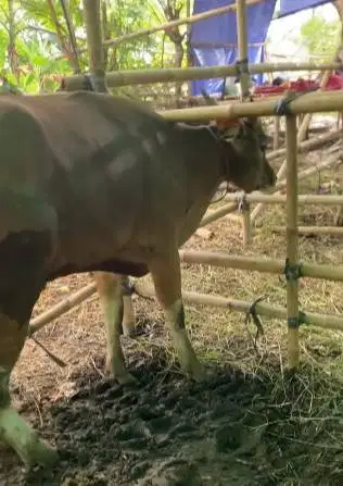 sapi bali 300kiloanUP siap hewan qurban 2026 bisa dicicil/bln manteb
