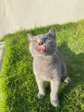 British Shorthair