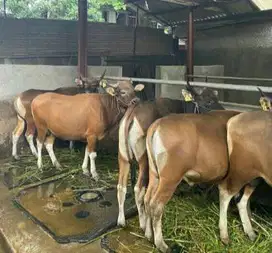 sapi bali 300kiloanUP siap sapi qurban 2026 bisa dicicil/bln manteb ok