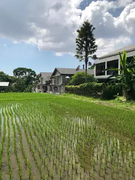 dijual cepat tanah di kayu tulang termurah