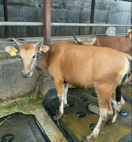 sapi bali 300kiloan siap sapi qurban 2026 bisa dicicil bulanan manteb