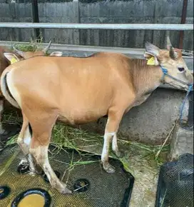 sapi bali 300kiloanUp siap hewan kurban terbaik 2026 bisa dicicil/bln