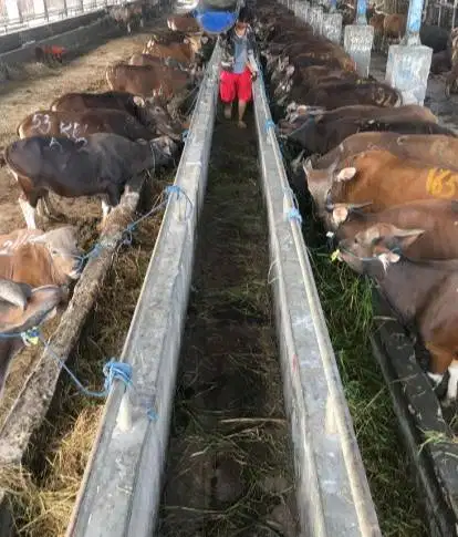 sapi bali 300kiloanUp siap hewan kurban terbaik 2026 bisa dicicil/bln