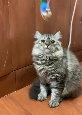 kucing persia semi pesek
