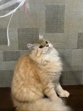 kucing persia jantan garfield oyen