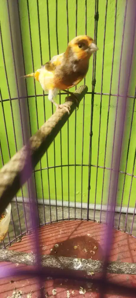Burung kenari bon simetris oren gacor