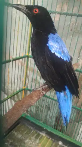 Burung hias gacor
