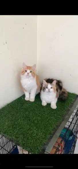 Kucing persia longhair