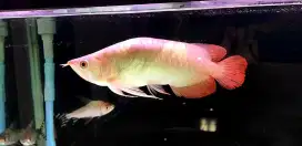 Arwana Super Red Semi King size 32 cm MURAH