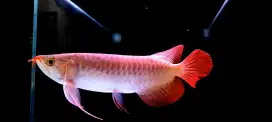 Arwana Super Red Sepauk Spesial Dayung Samurai size 32 cm
