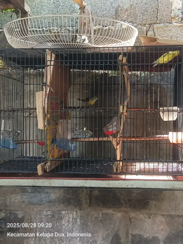 Burung sgn ijoan sama dasi