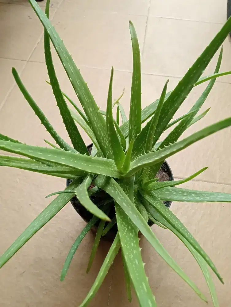 LIDAH BUAYA (ALOEVERA)