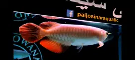 Arwana Super Red Cakep Murah Di Kelasnya size 25 cm