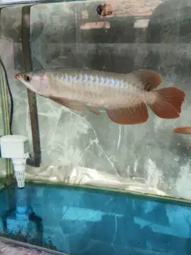 Arwana super red