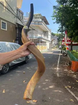 SHOFAR (Terompet) asli