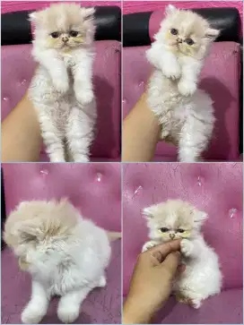 Kitten Persia Bigbone