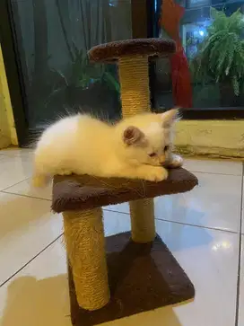 Kitten ragdoll jantan
