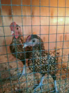 Jual sepasang ayam batik canada