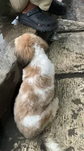 anakan anjing shitzu