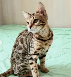 Kucing B3nGL Female shorthair golden