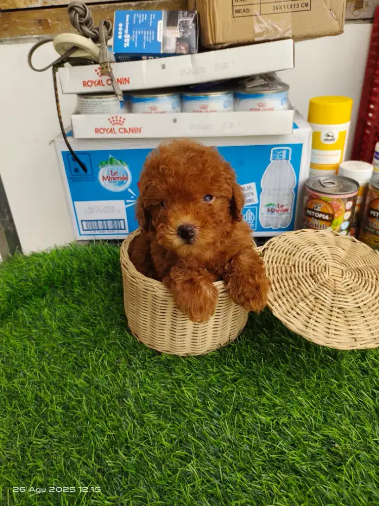 SUPER TINY RED POODLE