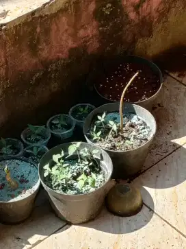 Jual bibit pohon.cabe.tomat dll