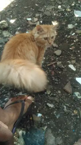 Kucing persia betina 9 bln