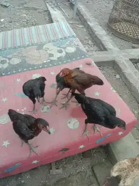 Ayam doroan pama