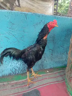 Ayam pakhoi super lok