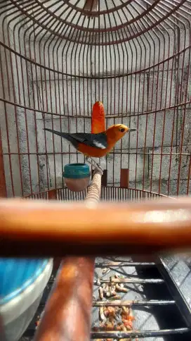 Anis Merah Pastol Mirit Teler Ring Dulur Bandung Plongan Maju Ka Gacor