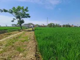 Dijual sawah produktif di kedung waringin bekasi