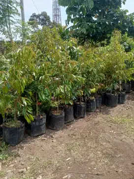 Bibit Durian Duri Hitam
