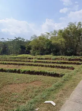 Tanah Murah Meriah Sawah Produktif