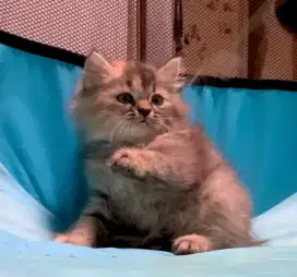 Kitten Persia betina