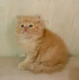 Kitten Jantan gemoy