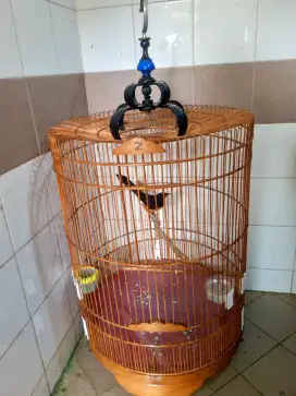 Murai batu jenis Borneo ad blorok fulset