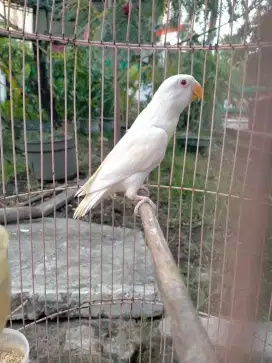Lovebird Albino MM
