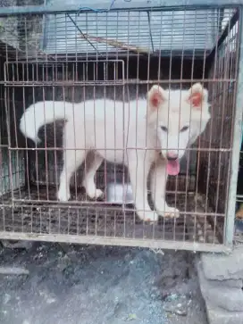 Husmut betina all white