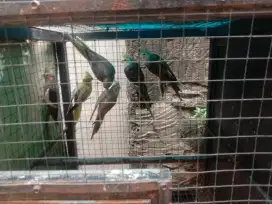 Di jual burung parkit Australia dengan kandanya
