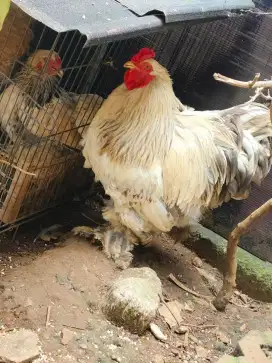 Ayam Brahma sepasang