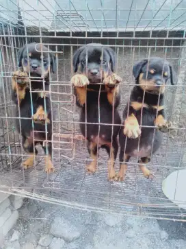 Rottweiler anakan non stbm
