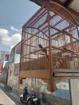 Murai batu pastol burja