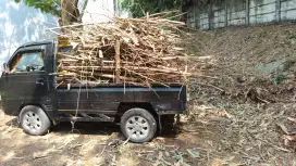 Jasa Tebang pohon cepat dan pangkas pohon