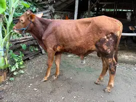 Sapi jantan bakalan sehat bergaransi