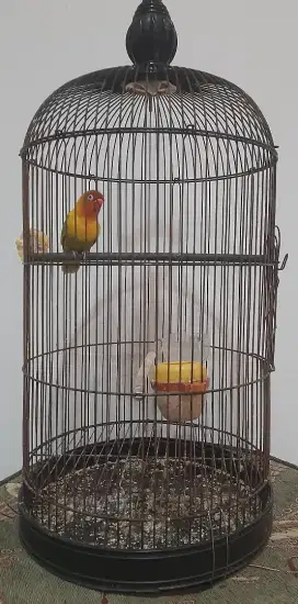 Lovebird betina pasjo