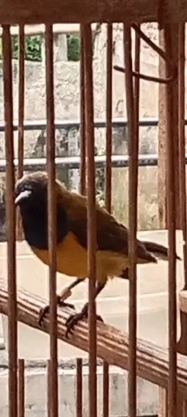 Kolibri sg rajin bunyi