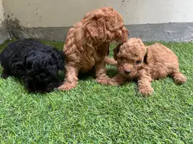 Anak Poodle Mini Usia 1 Bulan – Red & Black – Lucu & Sehat