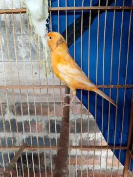 Burung kenari anak