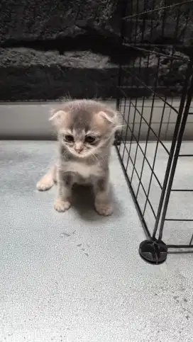 KUCING BSH MUNCHKIN SCOTTISH FOLD